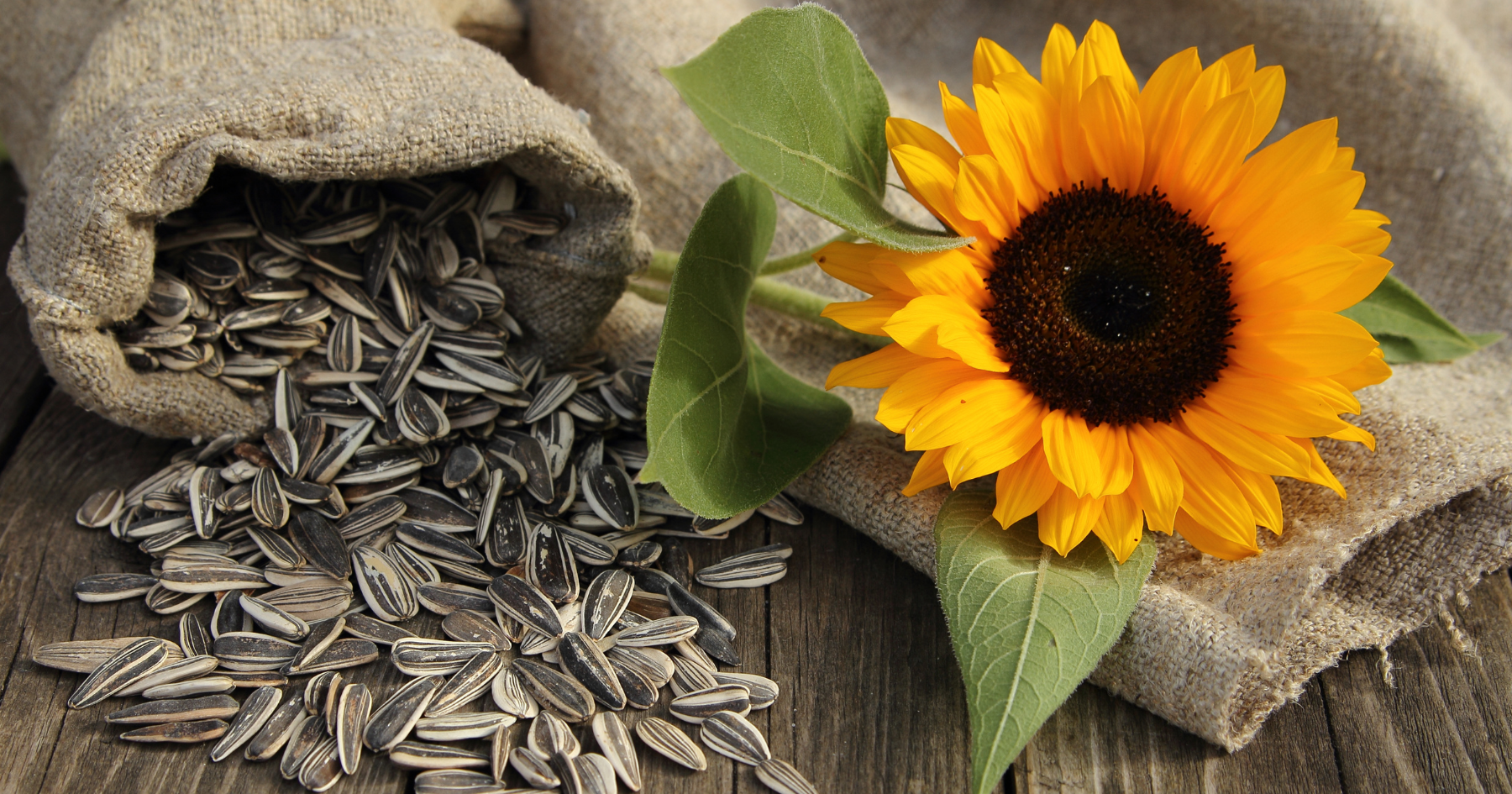 How a sunflower seed installation redefines entrepreneurship