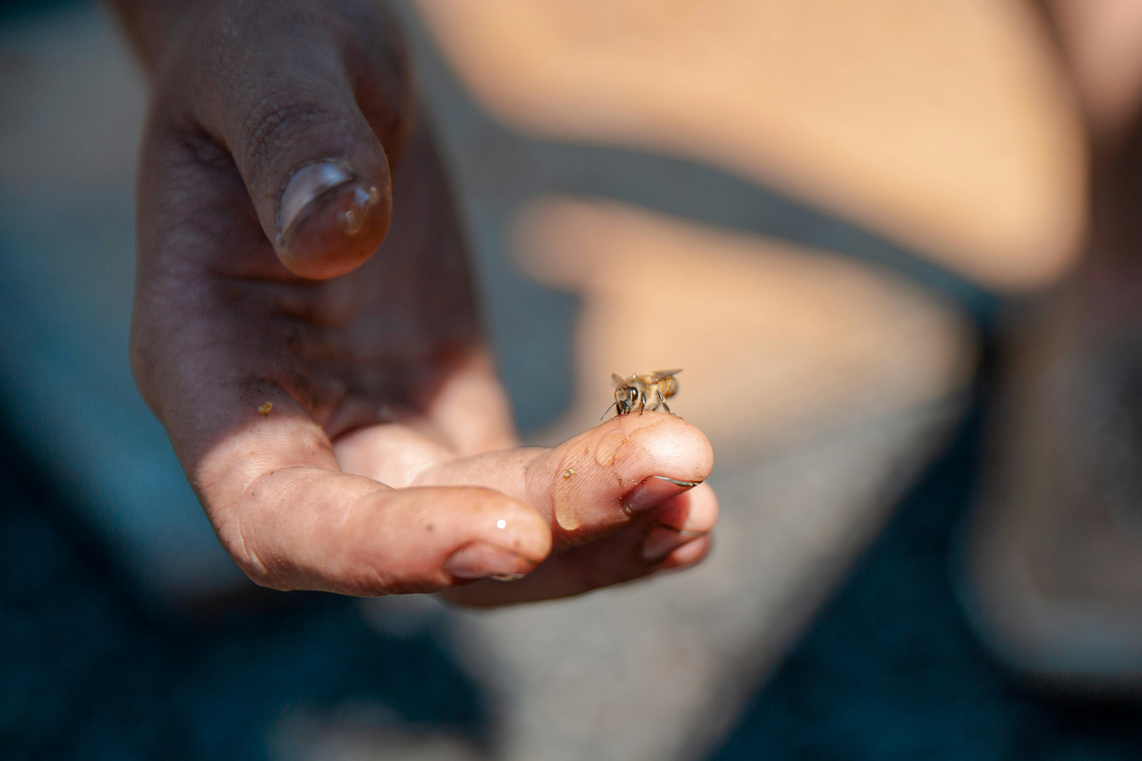When bees become sacred: How a 500-year-old Moroccan cooperative reads civic threats through a shared spiritual prism